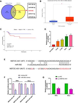 A Novel Identified Long Non-coding RNA, lncRNA MEF2C-AS1, Inhibits Cervical Cancer via Regulation of miR-592/RSPO1